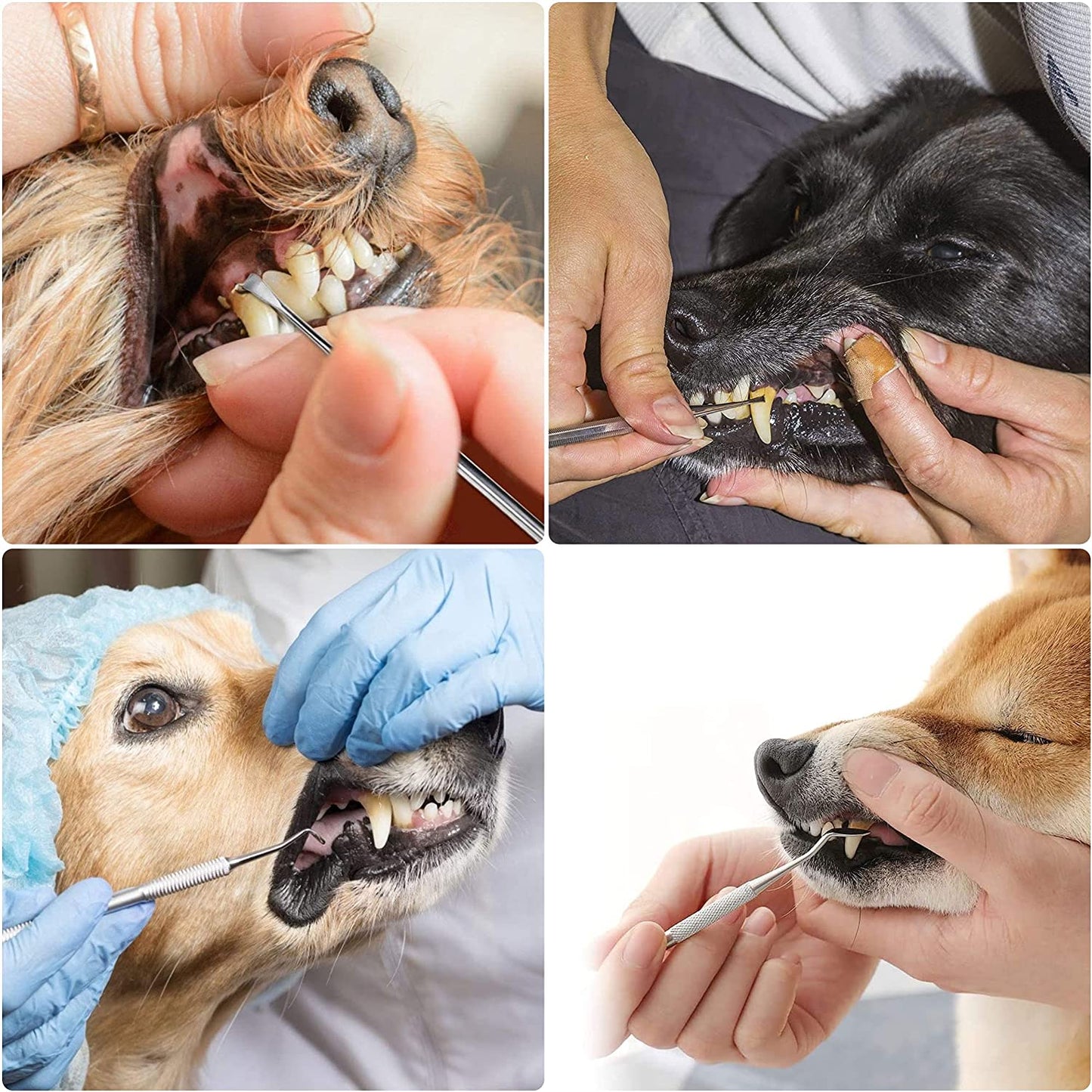 COOL-i ®Zahnpflege für Tiere,Hund Zahnreinigung Kit, Edelstahl Zahnpflege Set Zahnreinigung Werkzeug 3 Stück