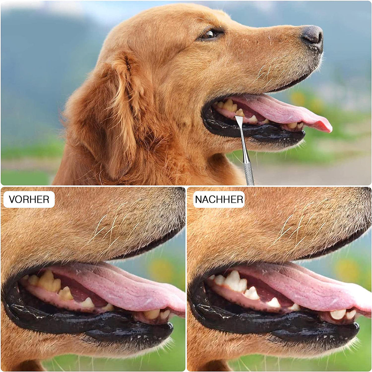 COOL-i ®Zahnpflege für Tiere,Hund Zahnreinigung Kit, Edelstahl Zahnpflege Set Zahnreinigung Werkzeug 3 Stück